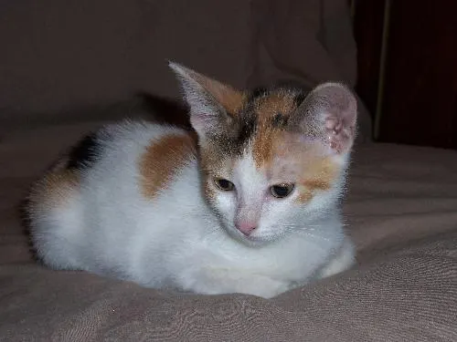 Athena, adopted from Cats For Life in Houston, Texas