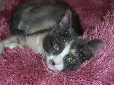 Aphrodite, adopted from Cats For Life Houston