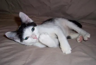 Sundance, adopted from Cats For Life Houston