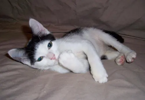 Sundance, adopted from Cats For Life in Houston, Texas