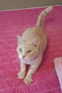 Sally - FIV positive, photo 1