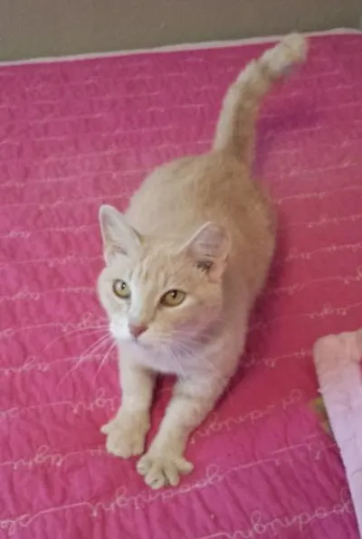 Sally - FIV positive, adopted from Cats For Life Houston