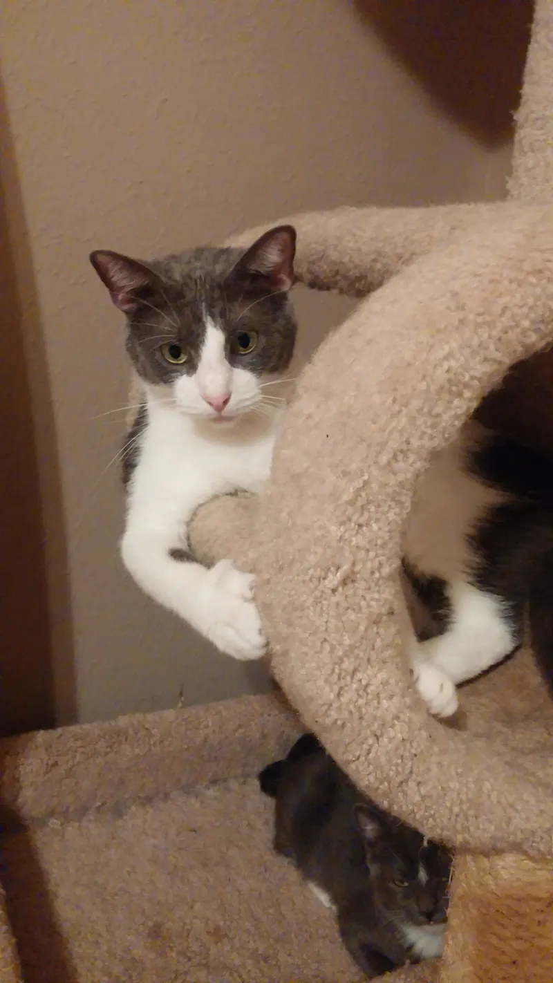 Mo, adopted from Cats For Life in Houston, Texas