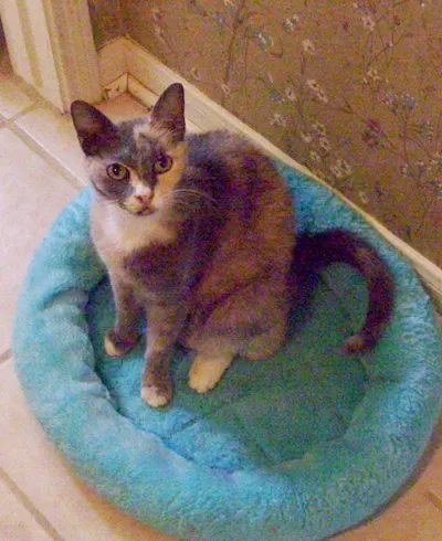 Alyssa, adopted from Cats For Life Houston