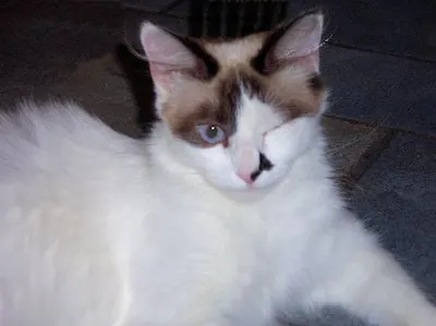 Ms. Fancy Pants, adopted from Cats For Life Houston