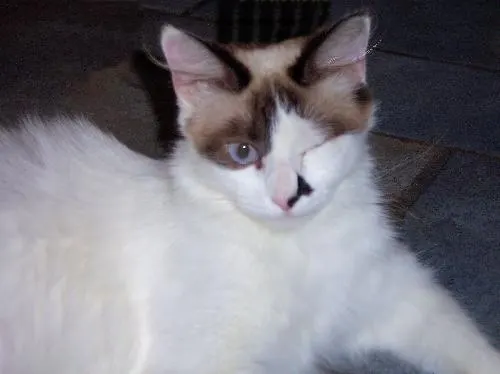 Ms. Fancy Pants, adopted from Cats For Life in Houston, Texas