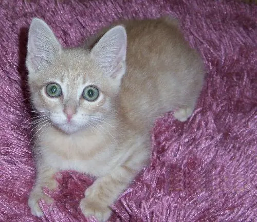 Curty-Burty, adopted from Cats For Life in Houston, Texas