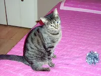 Ginger, photo 2