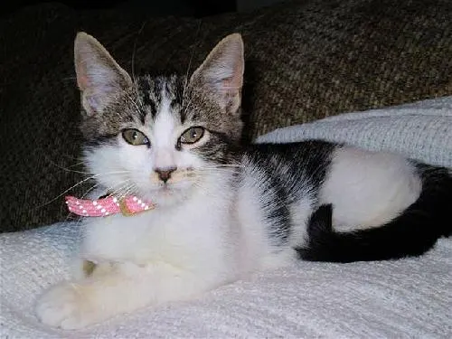 Kasey, adopted from Cats For Life in Houston, Texas