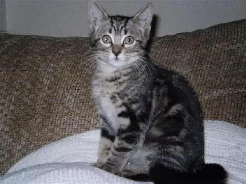 Sammy, adopted from Cats For Life in Houston, Texas