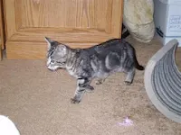 Sammy, photo 3