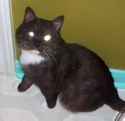 Jellybean, adopted from Cats For Life in Houston, Texas
