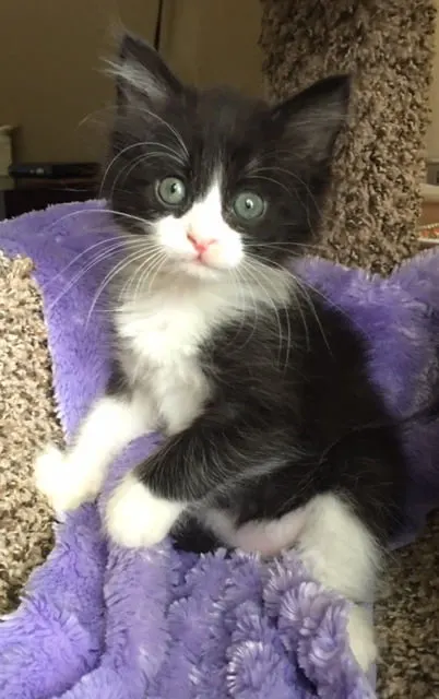 Manning, adopted from Cats For Life in Houston, Texas