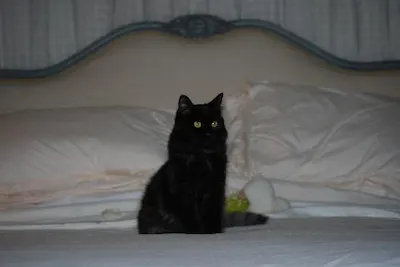 Brianna (Feather), adopted from Cats For Life Houston