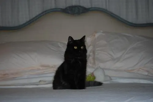 Brianna (Feather), adopted from Cats For Life in Houston, Texas