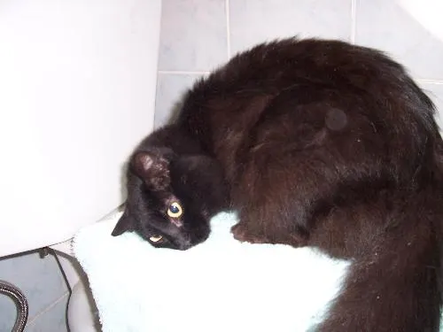 Camille, adopted from Cats For Life in Houston, Texas