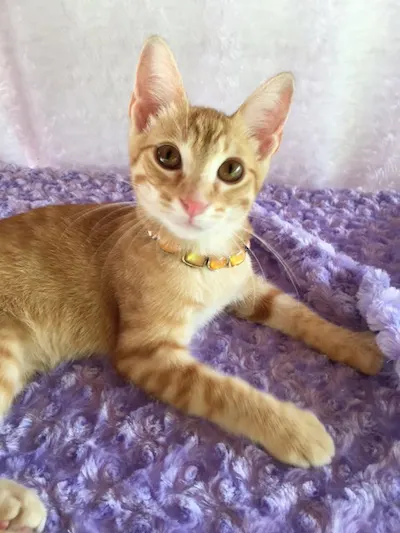Pooksley, adopted from Cats For Life Houston