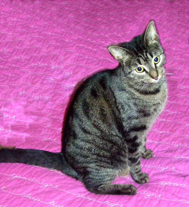 Ginger, adopted from Cats For Life in Houston, Texas