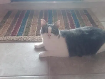 Fantasia (Juno), adopted from Cats For Life Houston