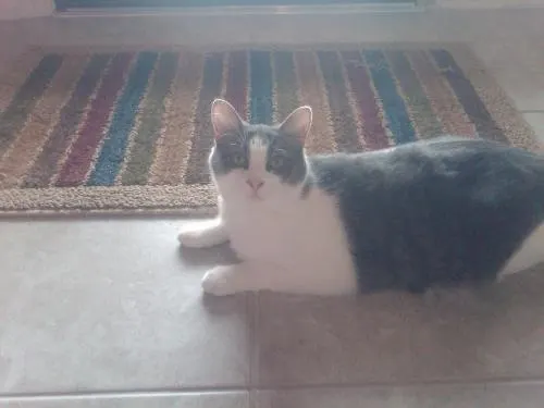 Fantasia (Juno), adopted from Cats For Life in Houston, Texas