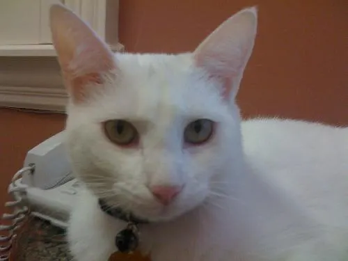 Cass, adopted from Cats For Life in Houston, Texas