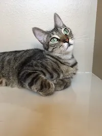 Peanut, photo 3