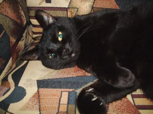 Casey, adopted from Cats For Life in Houston, Texas