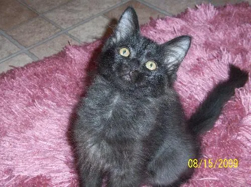 Larry, adopted from Cats For Life in Houston, Texas