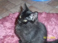 Larry, photo 3
