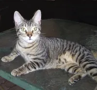 Peanut, photo 1