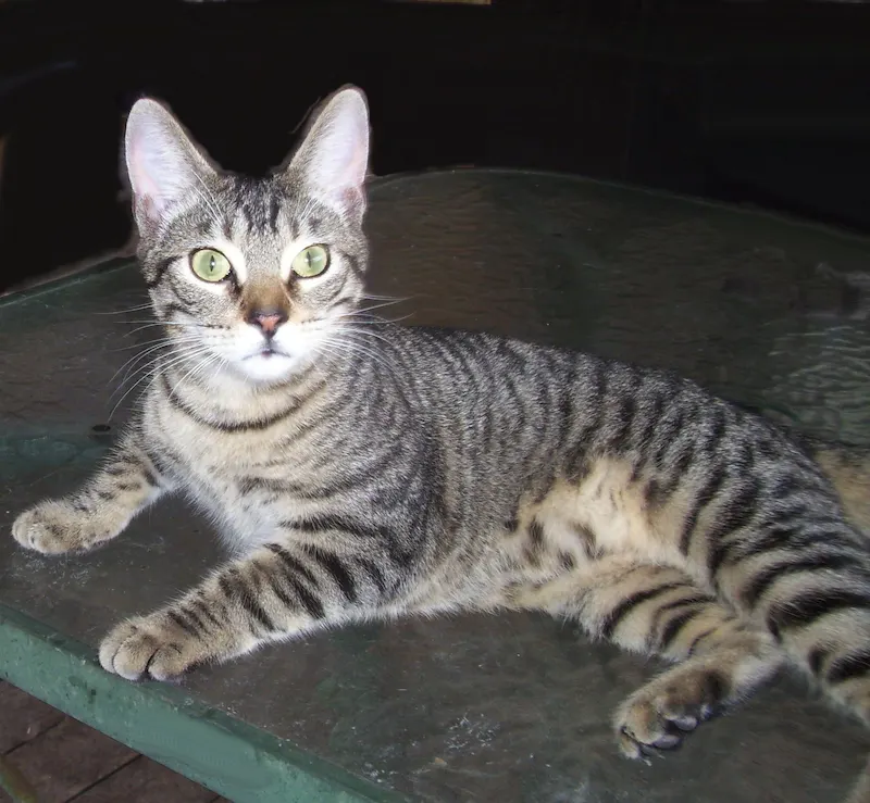 Peanut, adopted from Cats For Life in Houston, Texas