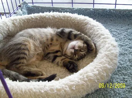 Opie, adopted from Cats For Life in Houston, Texas
