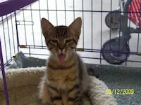 Opie, photo 3