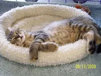 Opie, photo 4