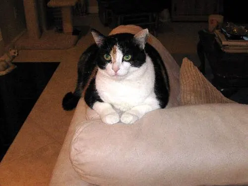 Missy, adopted from Cats For Life in Houston, Texas
