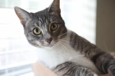 Cinderella (Eva), adopted from Cats For Life Houston