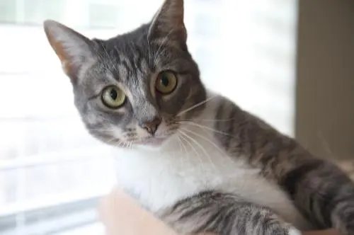 Cinderella (Eva), adopted from Cats For Life in Houston, Texas