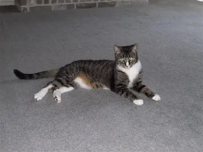 Sean, adopted from Cats For Life Houston