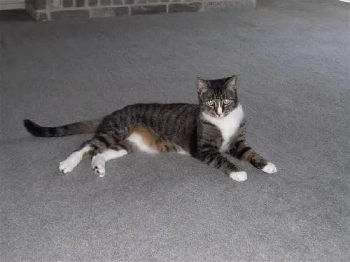 Sean, adopted from Cats For Life in Houston, Texas