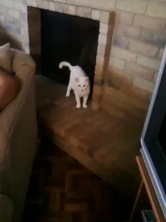Sky, adopted from Cats For Life in Houston, Texas
