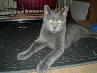 Mr. Silver, photo 1