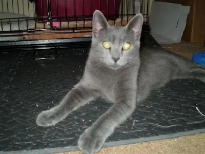 Mr. Silver, adopted from Cats For Life Houston