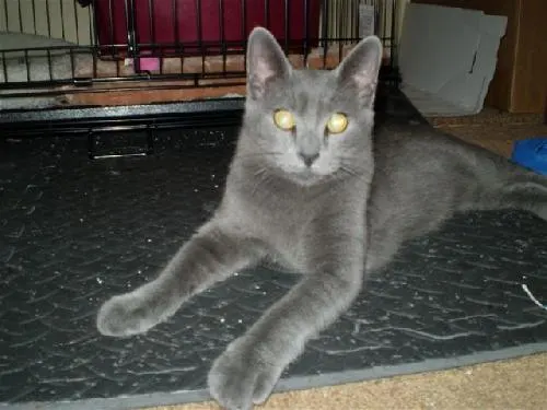 Mr. Silver, adopted from Cats For Life in Houston, Texas