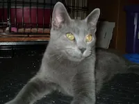 Mr. Silver, photo 2