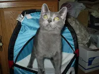 Mr. Silver, photo 3