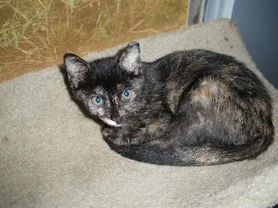 Emily, adopted from Cats For Life Houston