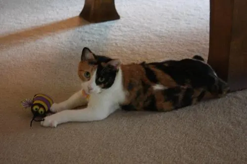 Misty, adopted from Cats For Life in Houston, Texas