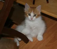 Lacey, photo 2