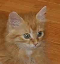 Bobbie, photo 3