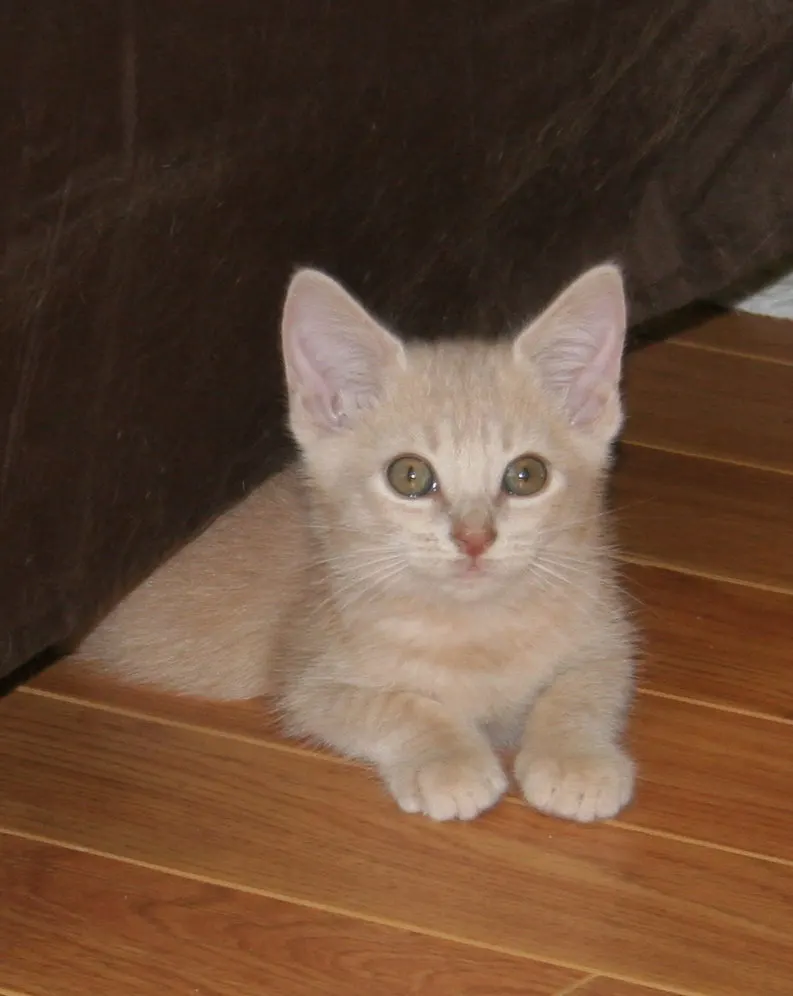Peaches, adopted from Cats For Life in Houston, Texas